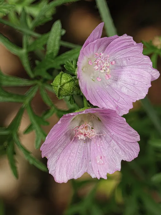 Framed Print : Greater musk-mallow (Malva alcea) in flower, Rio Fuggio, Leonessa, Lazio, Italy. July Framed Print : Greater musk-mallow (Malva alcea) in flower, Rio Fuggio, Leonessa, Lazio, Italy. July