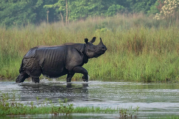 Greater one-horned rhinoceros, (Rhinoceros unicornis) walking through shallow water, Bardia National Park, Terai, Nepal