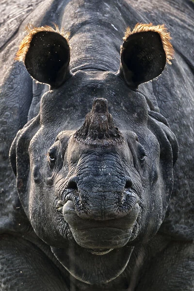 Greater one-horned rhinoceros (Rhinoceros unicornis) close up, Kaziranga National Park, India. January