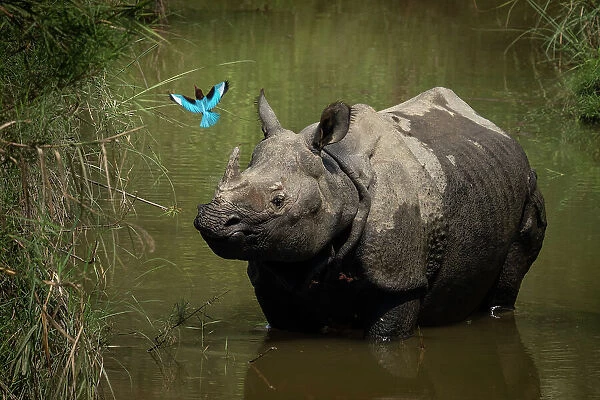 Greater one-horned rhinoceros (Rhinoceros unicornis) standing in shallow water watching a White-throated kingfisher (Halcyon smyrnensis) fly by, Bardia National Park, Terai, Nepal
