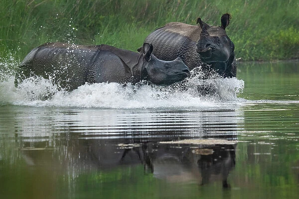 Two Greater one-horned rhinoceros (Rhinoceros unicornis) splashing in river, Bardia National Park, Terai, Nepal