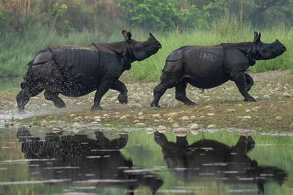 Two Greater one-horned rhinoceros (Rhinoceros unicornis) walking out of river, Bardia National Park, Terai, Nepal