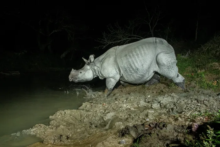 Framed Print : Greater one-horned rhinoceros (Rhinoceros unicornis) crossing forest stream at night, Kaziranga Tiger Reserve, Assam, India. Camera trap image Framed Print : Greater one-horned rhinoceros (Rhinoceros unicornis) crossing forest stream at night, Kaziranga Tiger Reserve, Assam, India. Camera trap image