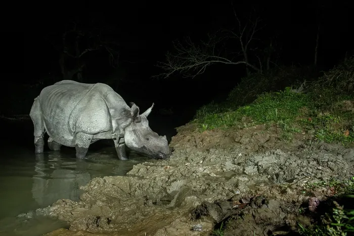 Framed Print : Greater one-horned rhinoceros (Rhinoceros unicornis) crossing forest stream at night, Kaziranga Tiger Reserve, Assam, India. Camera trap image Framed Print : Greater one-horned rhinoceros (Rhinoceros unicornis) crossing forest stream at night, Kaziranga Tiger Reserve, Assam, India. Camera trap image
