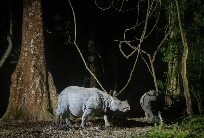 Framed Print : Greater one-horned rhinoceros (Rhinoceros unicornis) female and juvenile, walking through rainforest at night, Kaziranga Tiger Reserve, Assam, India. Camera trap image Framed Print : Greater one-horned rhinoceros (Rhinoceros unicornis) female and juvenile, walking through rainforest at night, Kaziranga Tiger Reserve, Assam, India. Camera trap image