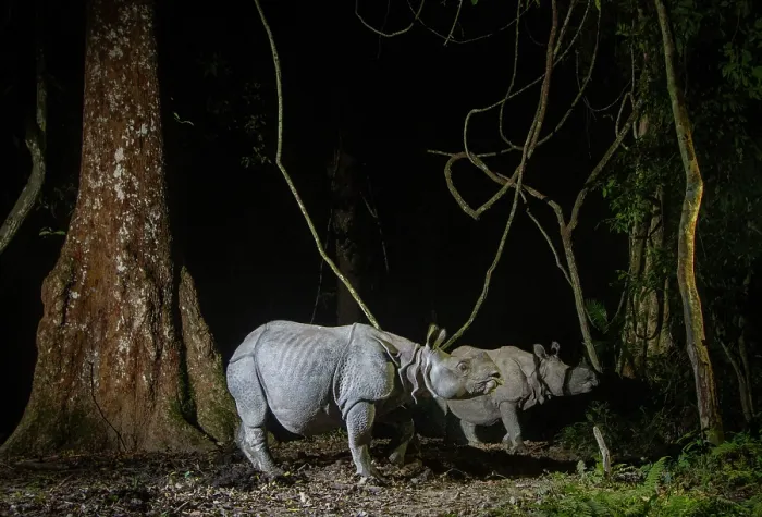 Framed Print : Greater one-horned rhinoceros (Rhinoceros unicornis) female and juvenile, walking through rainforest at night, Kaziranga Tiger Reserve, Assam, India. Camera trap image Framed Print : Greater one-horned rhinoceros (Rhinoceros unicornis) female and juvenile, walking through rainforest at night, Kaziranga Tiger Reserve, Assam, India. Camera trap image