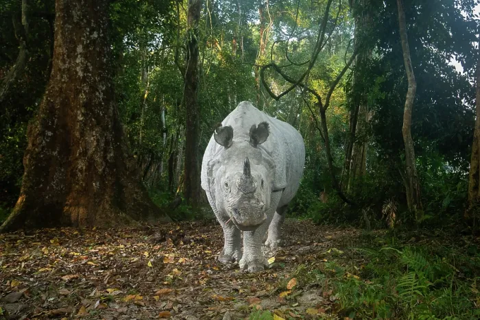 Framed Print : Greater one-horned rhinoceros (Rhinoceros unicornis) walking in forest, Kaziranga Tiger Reserve, Assam, India. Camera trap image