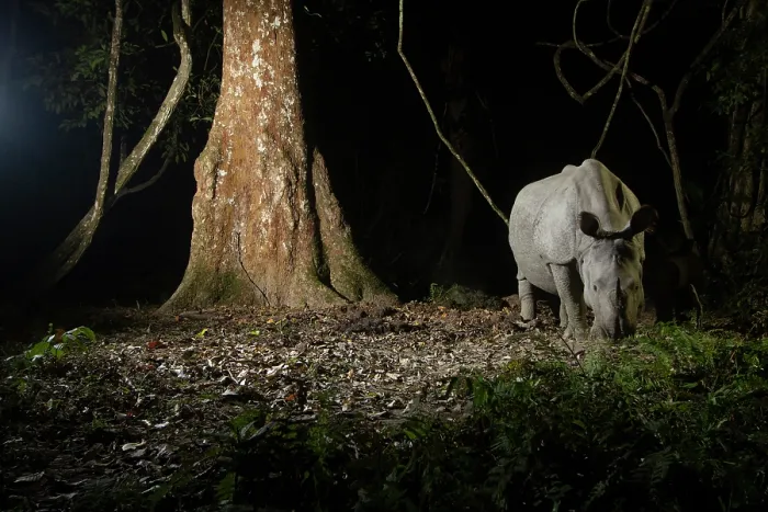 Framed Print : Greater one-horned rhinoceros (Rhinoceros unicornis) walking through rainforest at night, Kaziranga Tiger Reserve, Assam, India. Camera trap image Framed Print : Greater one-horned rhinoceros (Rhinoceros unicornis) walking through rainforest at night, Kaziranga Tiger Reserve, Assam, India. Camera trap image