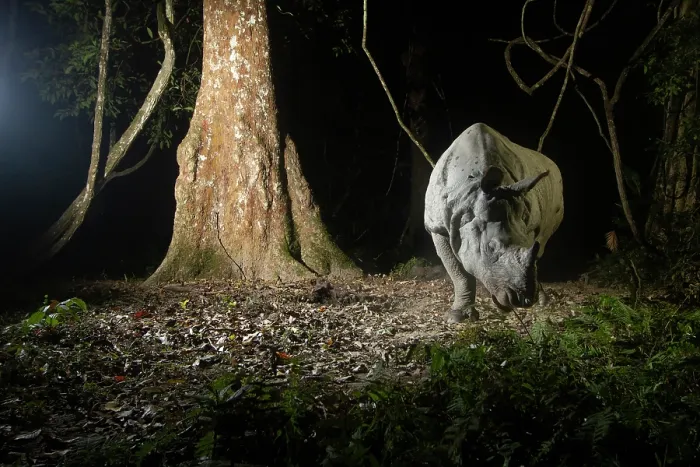 Framed Print : Greater one-horned rhinoceros (Rhinoceros unicornis) walking through rainforest at night, Kaziranga Tiger Reserve, Assam, India. Camera trap image Framed Print : Greater one-horned rhinoceros (Rhinoceros unicornis) walking through rainforest at night, Kaziranga Tiger Reserve, Assam, India. Camera trap image