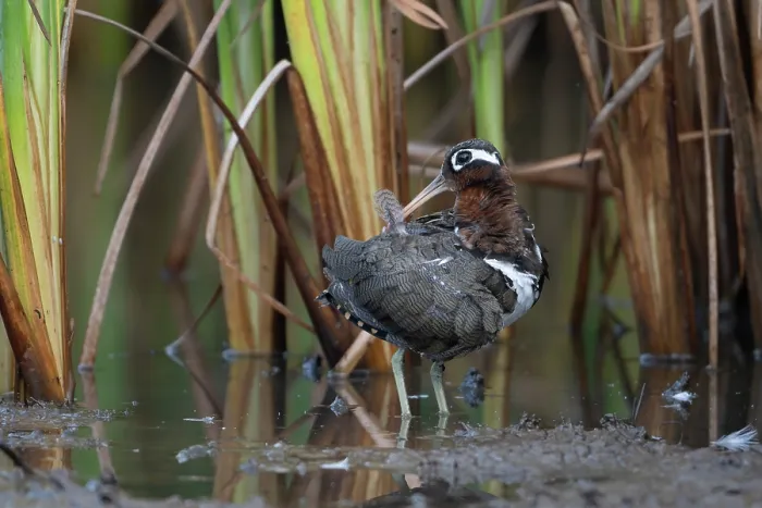 Framed Print : Greater painted-snipe (Rostratula benghalensis) female, standing in shallow water preening, Allahein river, The Gambia Framed Print : Greater painted-snipe (Rostratula benghalensis) female, standing in shallow water preening, Allahein river, The Gambia