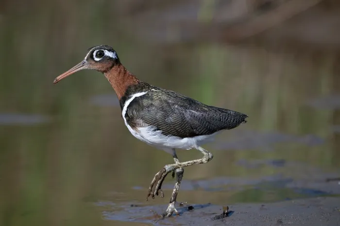 Framed Print : Greater painted-snipe (Rostratula benghalensis) female, walking along water's edge, Allahein river, The Gambia Framed Print : Greater painted-snipe (Rostratula benghalensis) female, walking along water's edge, Allahein river, The Gambia