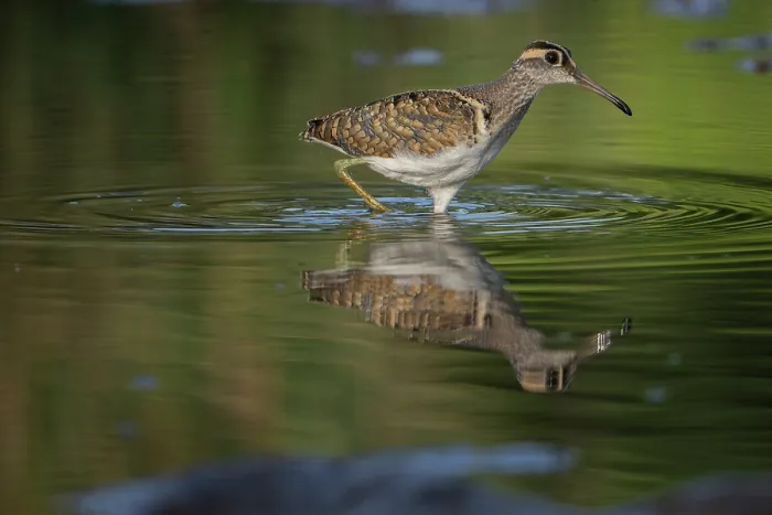 Framed Print : Greater painted-snipe (Rostratula benghalensis) male, wading through river, Allahein river, The Gambia Framed Print : Greater painted-snipe (Rostratula benghalensis) male, wading through river, Allahein river, The Gambia