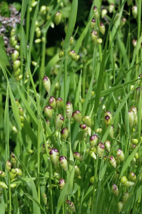 Framed Print : Greater quaking-grass (Briza maxima), St Mary's, Isles of Scilly, UK. May