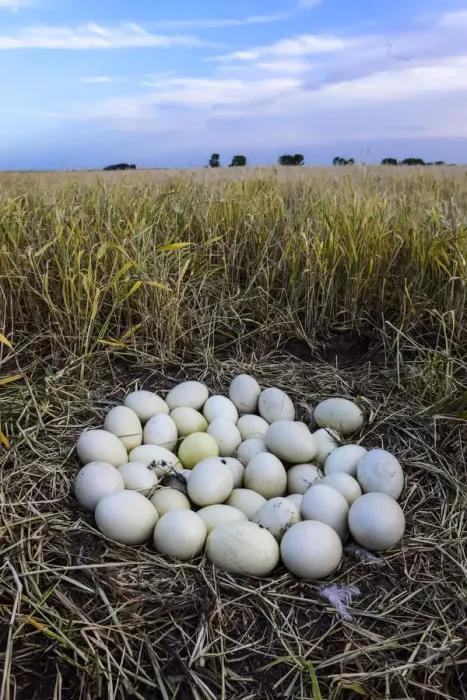 Framed Print : Greater rhea (Rhea americana) nest with many eggs, at edge of arable field. Patagonia, Argentina Framed Print : Greater rhea (Rhea americana) nest with many eggs, at edge of arable field. Patagonia, Argentina