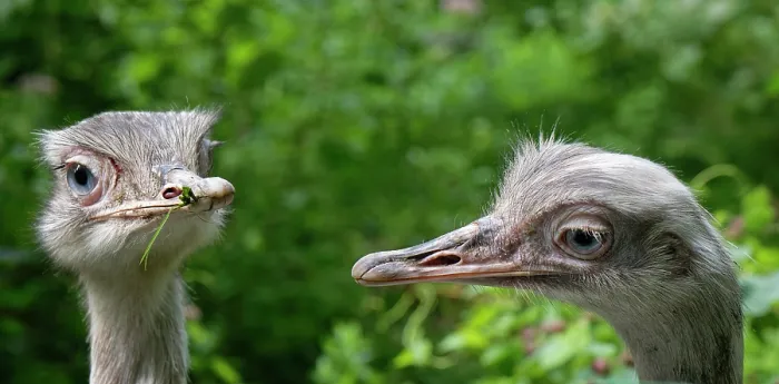 Framed Print : Greater rhea (Rhea americana) pair looking around. Captive Framed Print : Greater rhea (Rhea americana) pair looking around. Captive