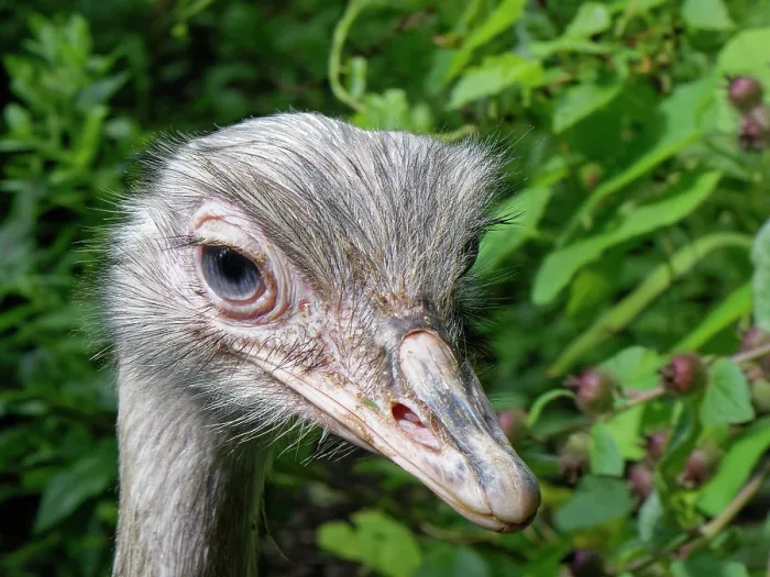 Framed Print : Greater rhea (Rhea americana) portrait. Captive Framed Print : Greater rhea (Rhea americana) portrait. Captive