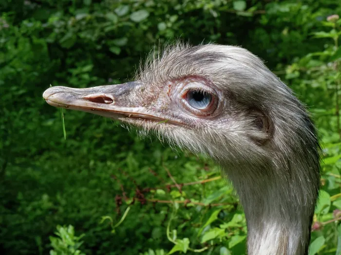 Framed Print : Greater rhea (Rhea americana) portrait. Captive Framed Print : Greater rhea (Rhea americana) portrait. Captive