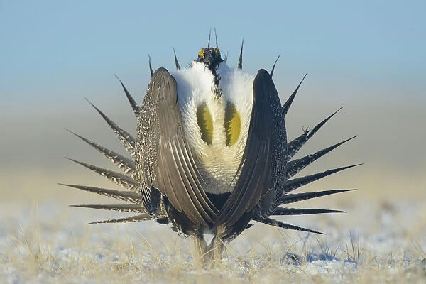 Greater sage-grouse (Centrocercus urophasianus) male displaying on a lek in snow
