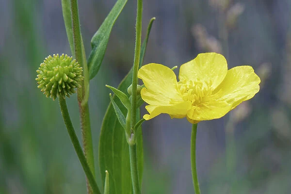 Greater spearwort (Ranunculus lingua) flower and developing seedhead in the margins of Kenfig Pool, Kenfig National Nature Reserve, Glamorgan, Wales, UK, July