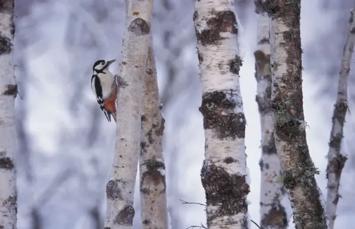 Framed Print : Greater spotted woodpecker {Dendrocopus major} amongst Silver birch trunks, Scotland, U Framed Print : Greater spotted woodpecker {Dendrocopus major} amongst Silver birch trunks, Scotland, U