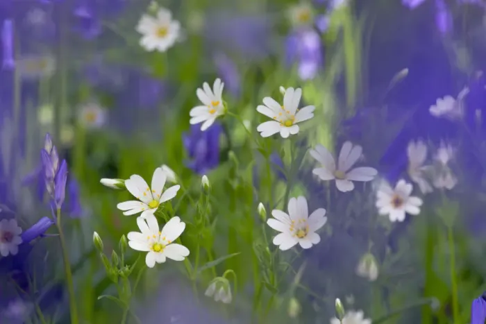 Framed Print : Greater Stitchwort (Stellaria holostea) and Bluebells (Hyacinthoides non-scripta) in flower Framed Print : Greater Stitchwort (Stellaria holostea) and Bluebells (Hyacinthoides non-scripta) in flower