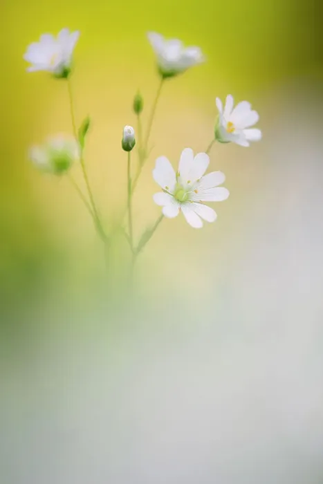 Framed Print : Greater stitchwort (Stellaria holostea) flowering, Broxwater, Cornwall, UK. May Framed Print : Greater stitchwort (Stellaria holostea) flowering, Broxwater, Cornwall, UK. May