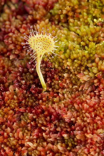 Greater sundew (Drosera anglica) growing in Sphagnum moss, Flow Country, Sutherland