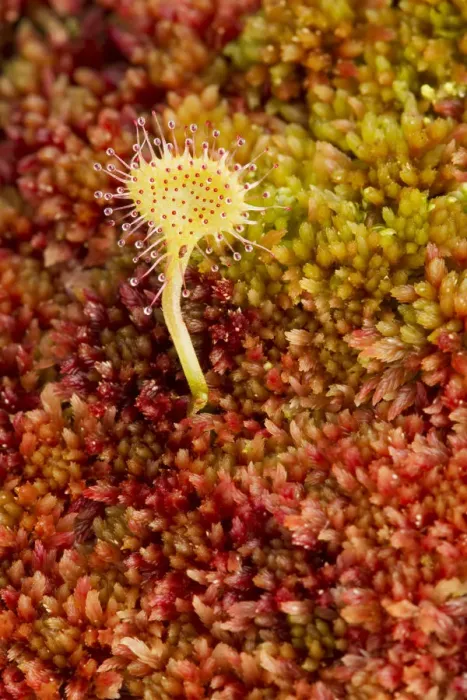 Framed Print : Greater sundew (Drosera anglica) growing in Sphagnum moss, Flow Country, Sutherland Framed Print : Greater sundew (Drosera anglica) growing in Sphagnum moss, Flow Country, Sutherland