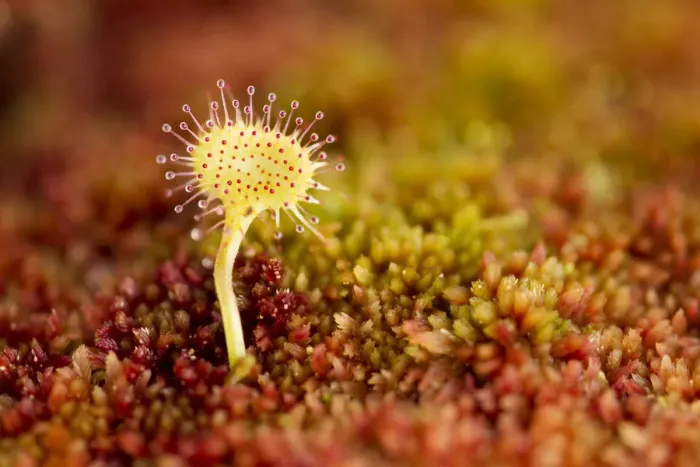 Framed Print : Greater sundew (Drosera anglica) growing in Sphagnum moss, Flow Country, Sutherland