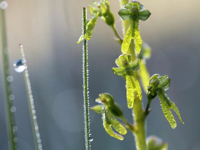 Framed Print : Greater twayblade (Listera ovata) covered in dew, Upper Bavaria, Germany. June Framed Print : Greater twayblade (Listera ovata) covered in dew, Upper Bavaria, Germany. June