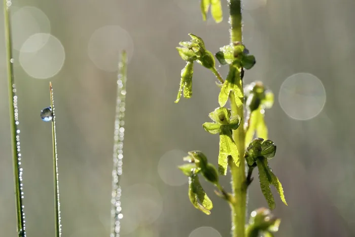 Framed Print : Greater twayblade (Listera ovata) covered in dew, Upper Bavaria, Germany. June Framed Print : Greater twayblade (Listera ovata) covered in dew, Upper Bavaria, Germany. June