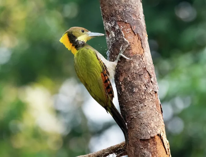 Framed Print : Greater yellownape (Chrusophlegma flavinucha) male, perched on side of tree trunk, Sattal, Uttarakhand, India