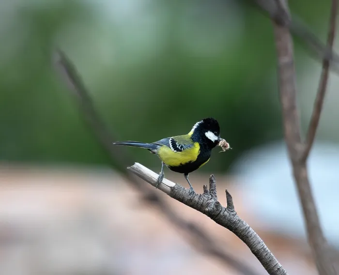Framed Print : Green backed tit (Parus monticolus) perched on branch with insect in beak, Munsiyari, Uttarakhand, India Framed Print : Green backed tit (Parus monticolus) perched on branch with insect in beak, Munsiyari, Uttarakhand, India