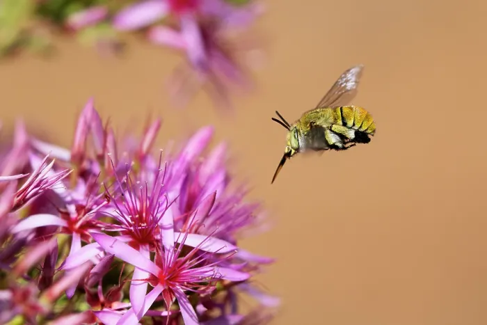 Framed Print : Green-banded bee (Amegilla aeruginosa) flying towards a Turkeybush (Calytrix sp.) flower to feed, Adelaide River Hills, Northern Territory, Australia Framed Print : Green-banded bee (Amegilla aeruginosa) flying towards a Turkeybush (Calytrix sp.) flower to feed, Adelaide River Hills, Northern Territory, Australia