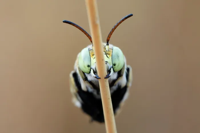 Framed Print : Green banded bee (Amegilla aeruginosa) worker, roosting on a dry grass stalk early in the morning, Adelaide River Hills, Northern Territory, Australia Framed Print : Green banded bee (Amegilla aeruginosa) worker, roosting on a dry grass stalk early in the morning, Adelaide River Hills, Northern Territory, Australia