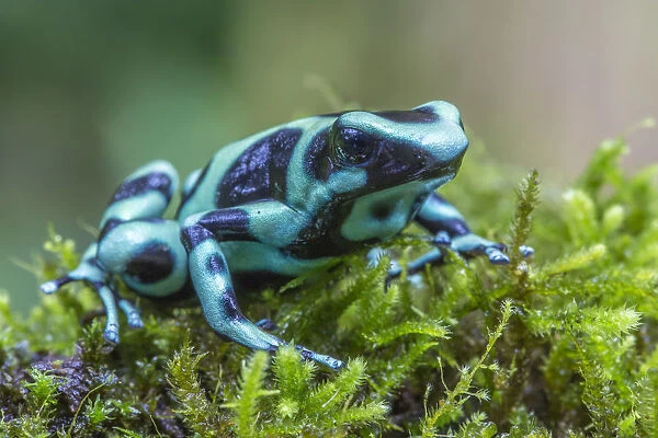 Green and black poison dart frog (Dendrobates auratus), La Selva Field Station, Costa