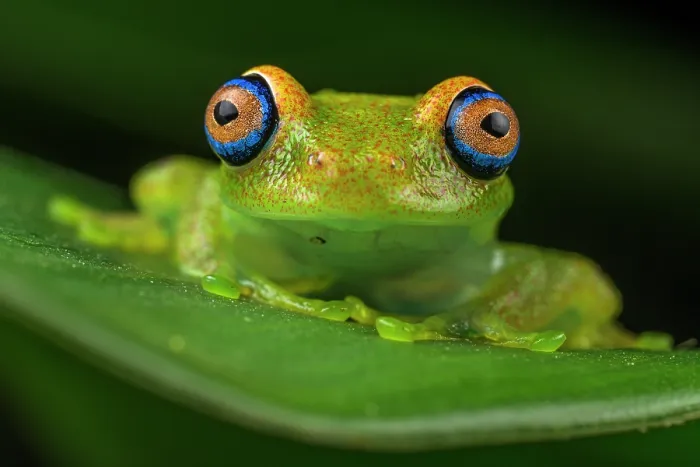 Framed Print : Green bright-eyed frog (Boophis viridis) sitting on leaf, Andasibe-Mantadia National Park, Madagascar Framed Print : Green bright-eyed frog (Boophis viridis) sitting on leaf, Andasibe-Mantadia National Park, Madagascar