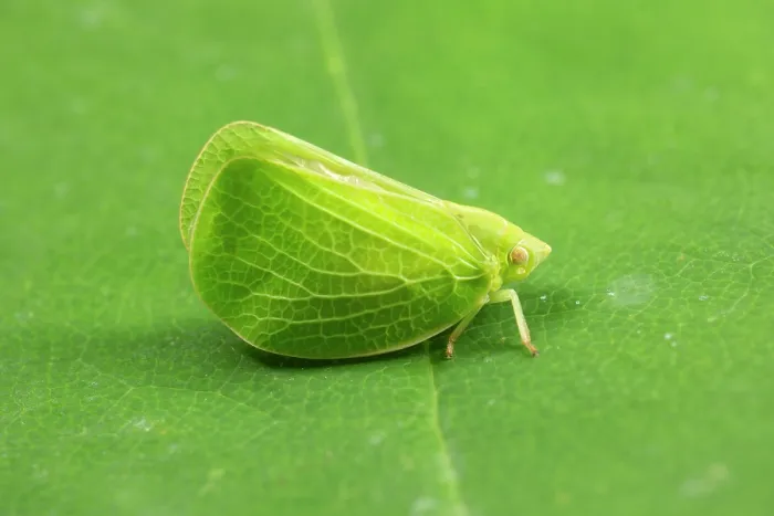 Framed Print : Green coneheaded planthopper (Acanalonia conica) resting on a leaf, Gwent, Wales, UK. September Framed Print : Green coneheaded planthopper (Acanalonia conica) resting on a leaf, Gwent, Wales, UK. September
