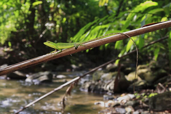 Green crested lizard (Bronchocela rayaensis) female, Khao Phra Thaew NP, Phuket, Thailand