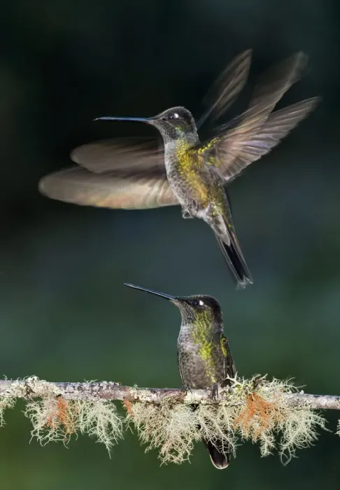 Framed Print : Green crowned brilliant hummingbird (Heliodoxa jacula) male taking off to feed at feeder in garden Framed Print : Green crowned brilliant hummingbird (Heliodoxa jacula) male taking off to feed at feeder in garden