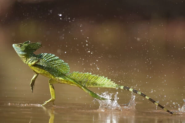 Green  /  Double-crested basilisk (Basiliscus plumifrons) running across water surface