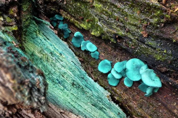 Framed Print : Green elfcup fungus (Chlorociboria aeruginascens) fruiting bodies on decaying wood Framed Print : Green elfcup fungus (Chlorociboria aeruginascens) fruiting bodies on decaying wood