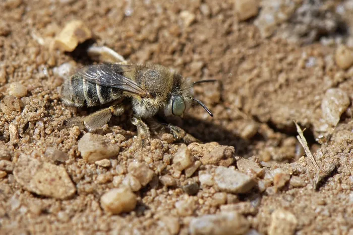 Framed Print : Green-eyed flower bee (Anthophora bimaculata) female, approaching the nest burrow in a sandy path through heathland, Dorset, England, UK. July Framed Print : Green-eyed flower bee (Anthophora bimaculata) female, approaching the nest burrow in a sandy path through heathland, Dorset, England, UK. July