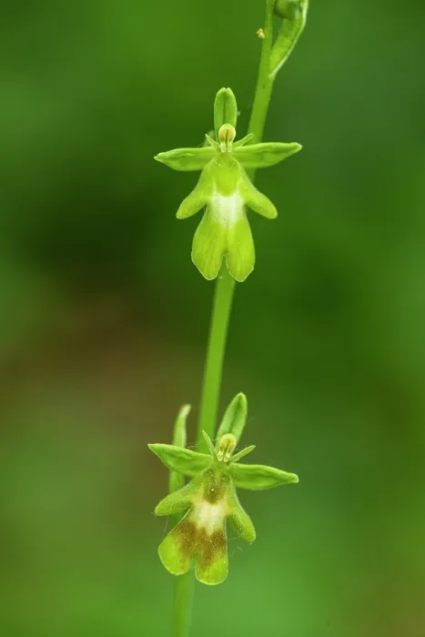 Framed Print : Green fly orchid (Ophrys insectifera var. ochroleuca), Yockeltt's Bank, Kent, England, UK. June Framed Print : Green fly orchid (Ophrys insectifera var. ochroleuca), Yockeltt's Bank, Kent, England, UK. June