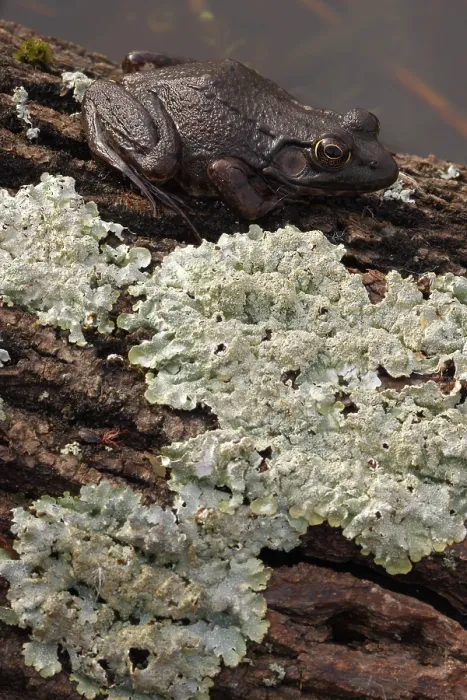 Framed Print : Green frog (Lithobates clamitans) resting on lichen covered log, Maryland, USA. March Framed Print : Green frog (Lithobates clamitans) resting on lichen covered log, Maryland, USA. March