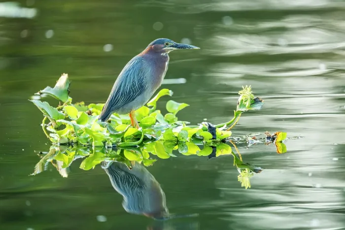 Framed Print : Green heron (Butorides virescens) perched on raft of Water hyacinth (Pontederia crassipes) on a canal, Xochimilco, Mexico City, Mexico Framed Print : Green heron (Butorides virescens) perched on raft of Water hyacinth (Pontederia crassipes) on a canal, Xochimilco, Mexico City, Mexico