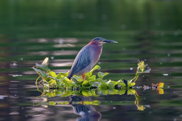 Framed Print : Green heron (Butorides virescens) perched on raft of Water hyacinth (Pontederia crassipes) on a canal, Xochimilco, Mexico City, Mexico Framed Print : Green heron (Butorides virescens) perched on raft of Water hyacinth (Pontederia crassipes) on a canal, Xochimilco, Mexico City, Mexico