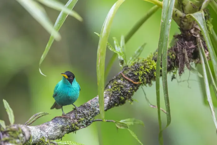 Framed Print : Green honeycreeper (Chlorophanes spiza) male, La Selva Field Station, Costa Rica Framed Print : Green honeycreeper (Chlorophanes spiza) male, La Selva Field Station, Costa Rica