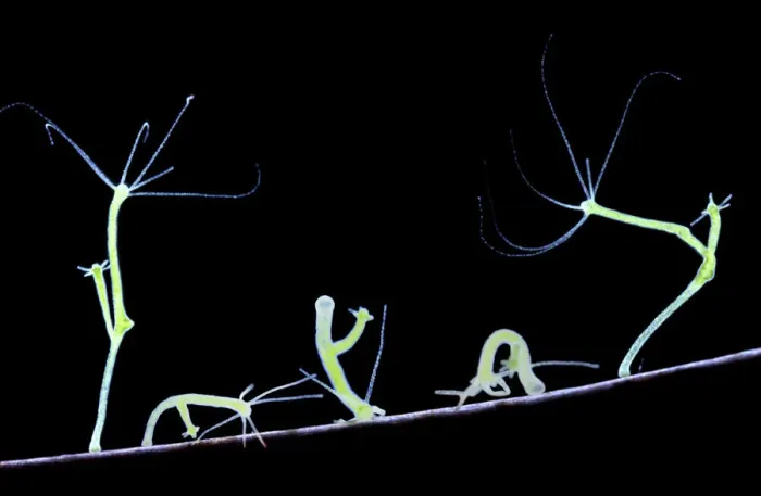 Framed Print : Green Hydra (Hydra viridis) walking. Digital Composite showing five movement stages. UK Framed Print : Green Hydra (Hydra viridis) walking. Digital Composite showing five movement stages. UK