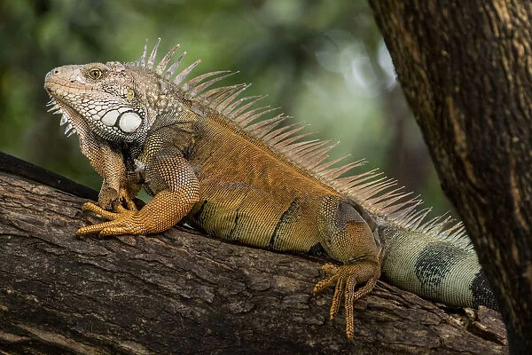 Green iguana (Iguana iguana) perched on a branch in a city park. Guayaquil, Guayas